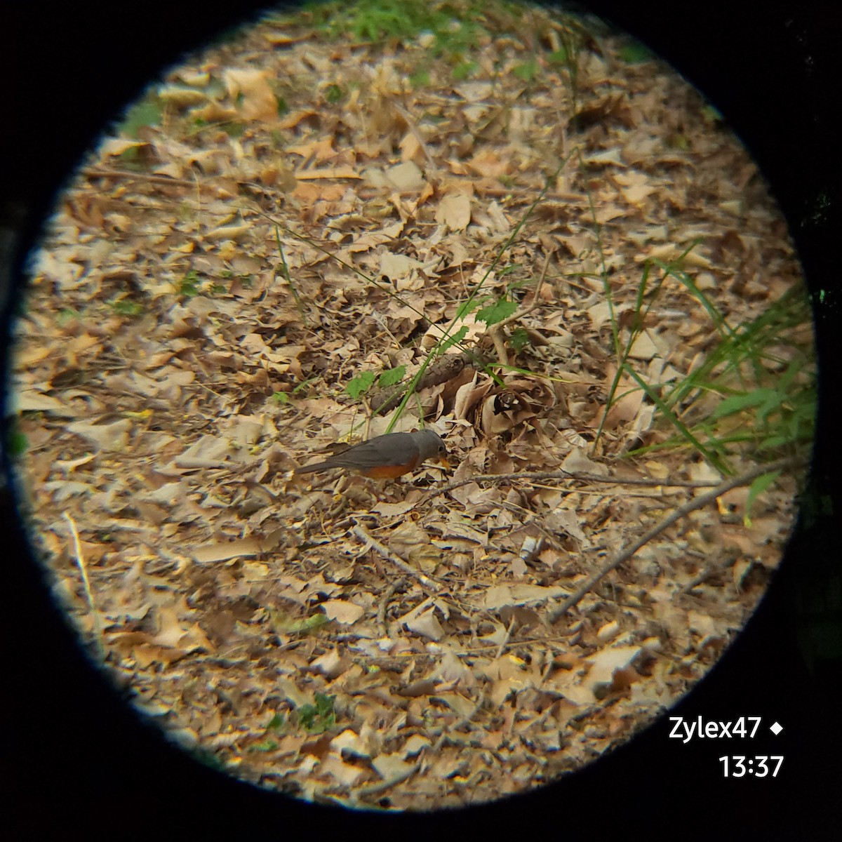 Gray-backed Thrush - ML620630690