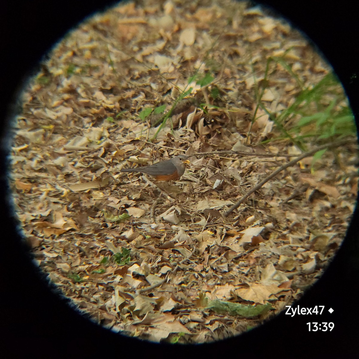 Gray-backed Thrush - Dusky Thrush