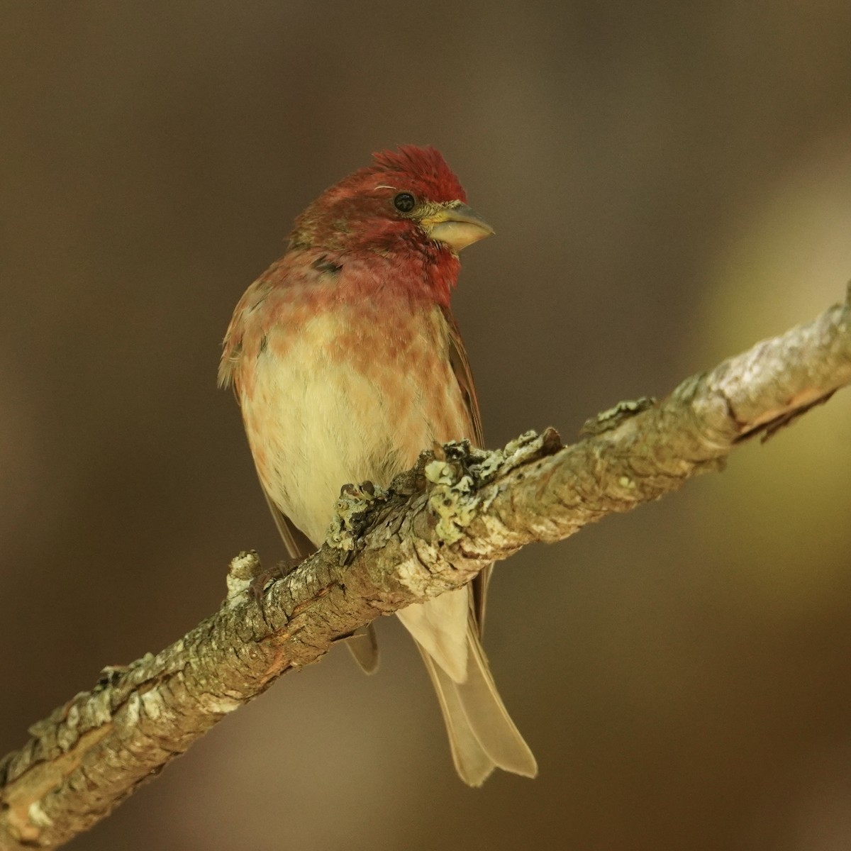 Cassin's Finch - ML620630698