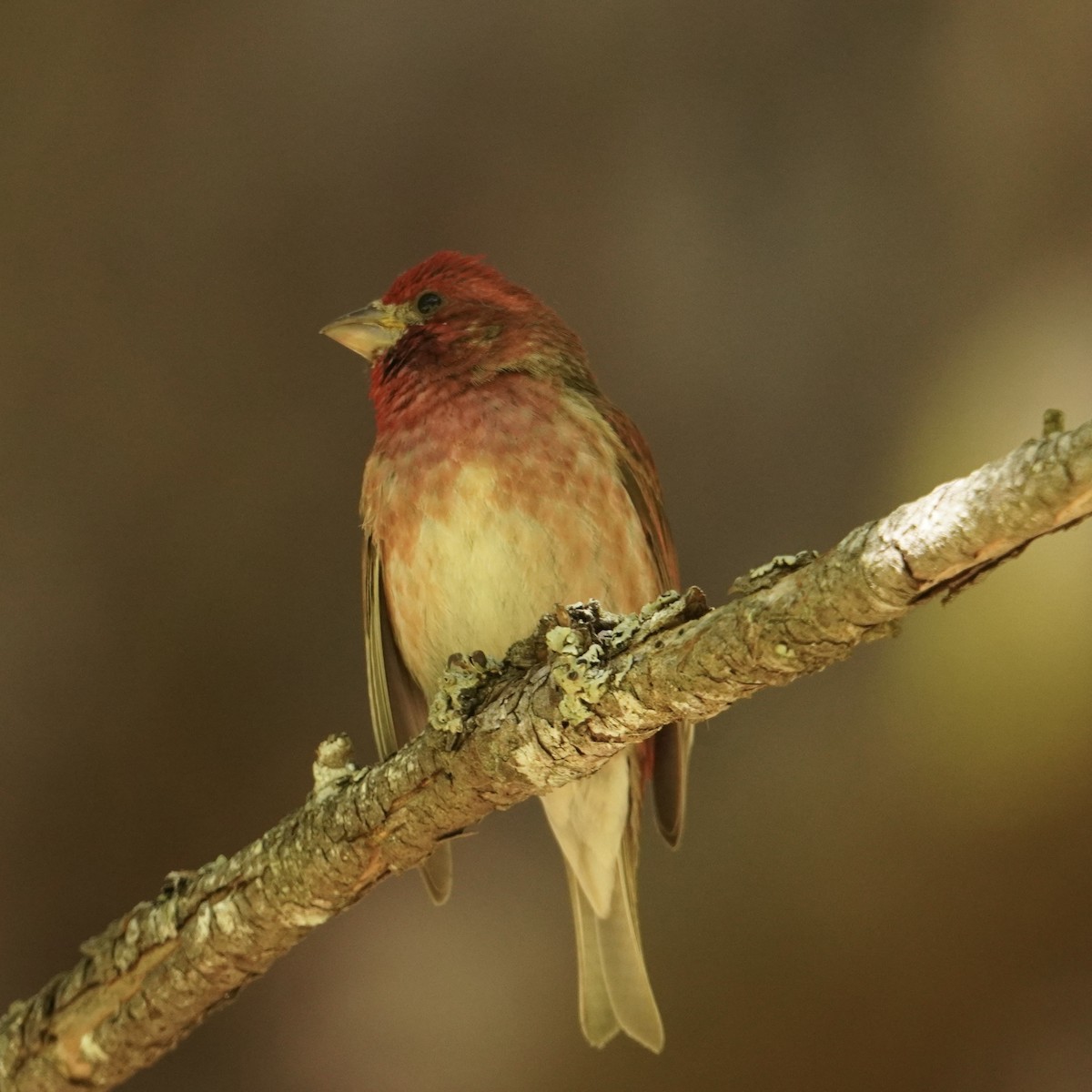 Cassin's Finch - ML620630699