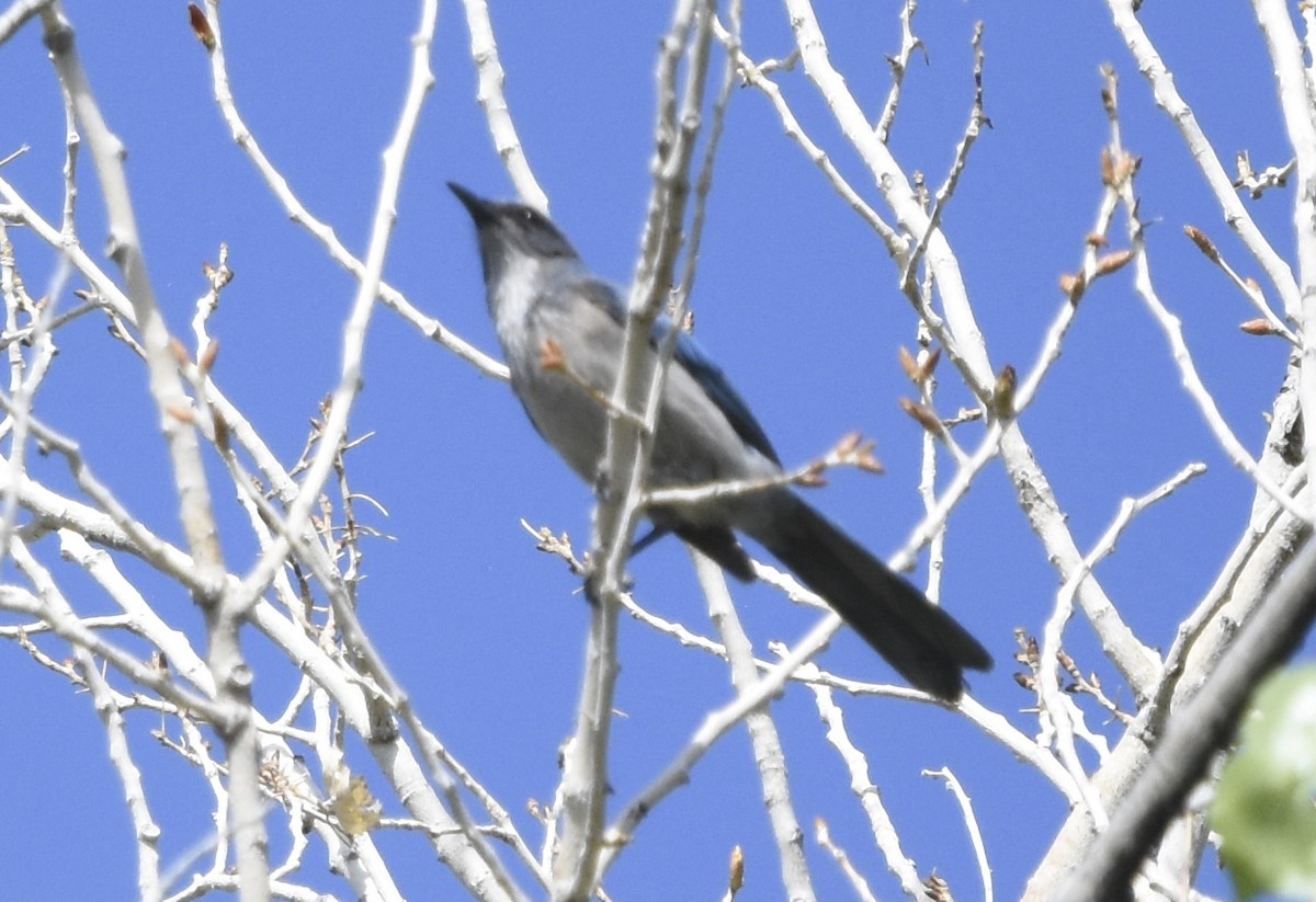 Woodhouse's Scrub-Jay - ML620630700