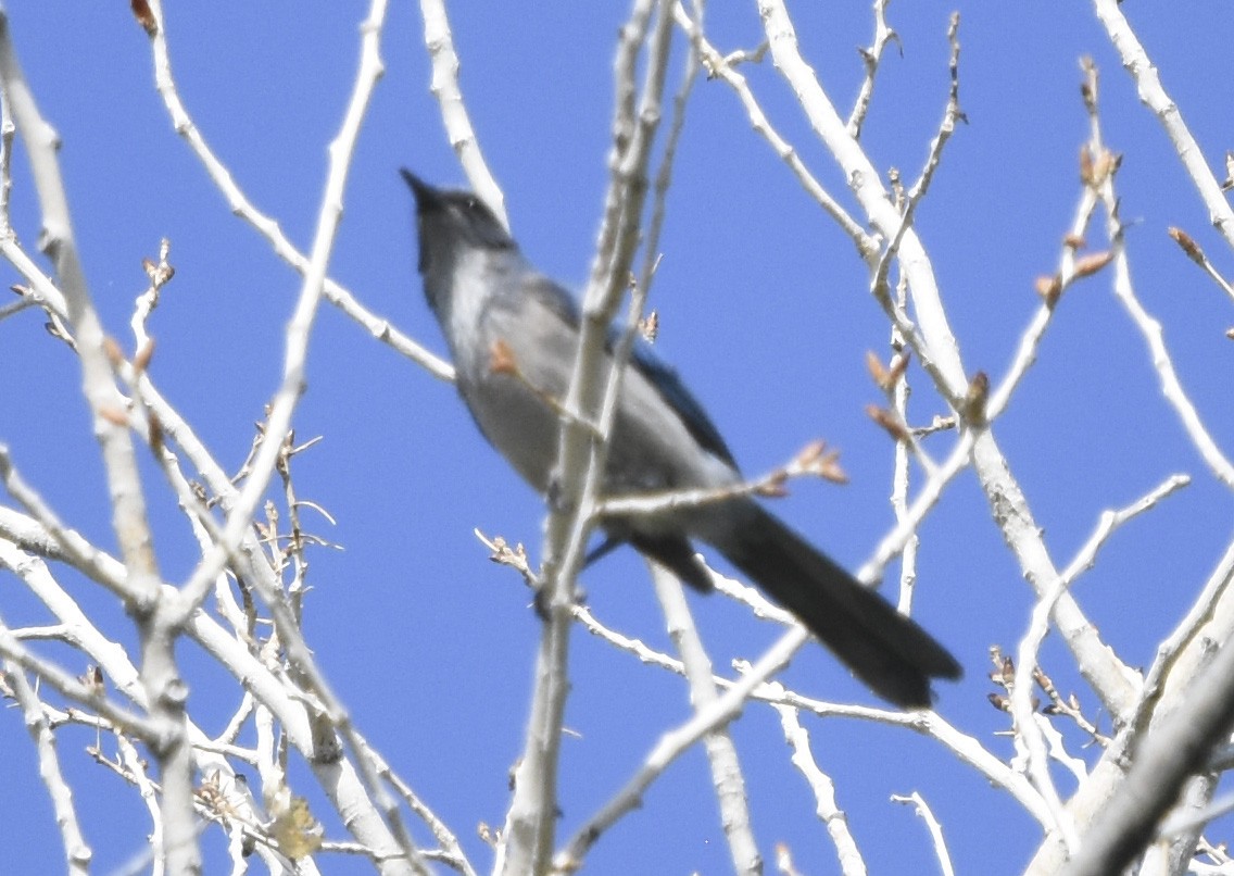 Woodhouse's Scrub-Jay - ML620630701