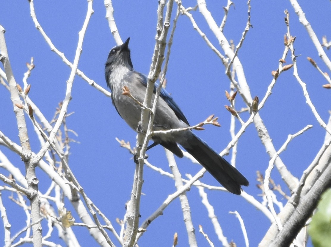 Woodhouse's Scrub-Jay - ML620630703