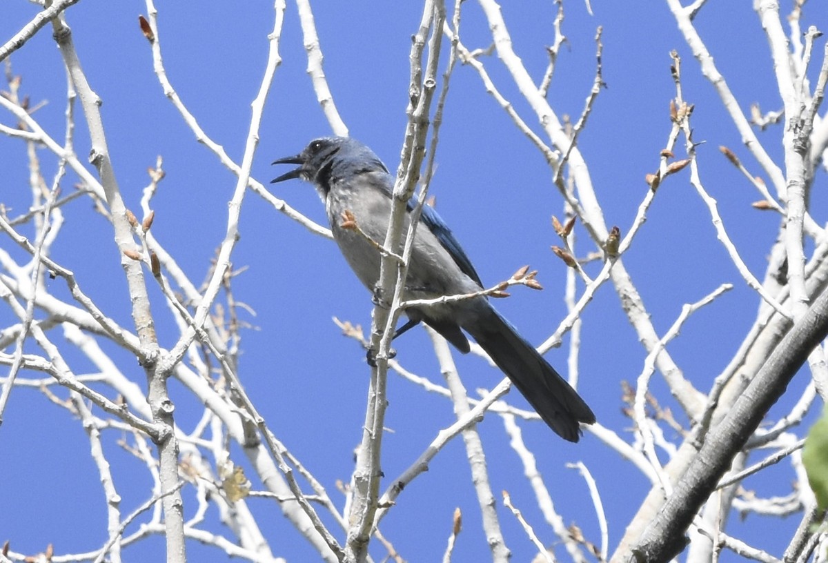 Woodhouse's Scrub-Jay - ML620630704