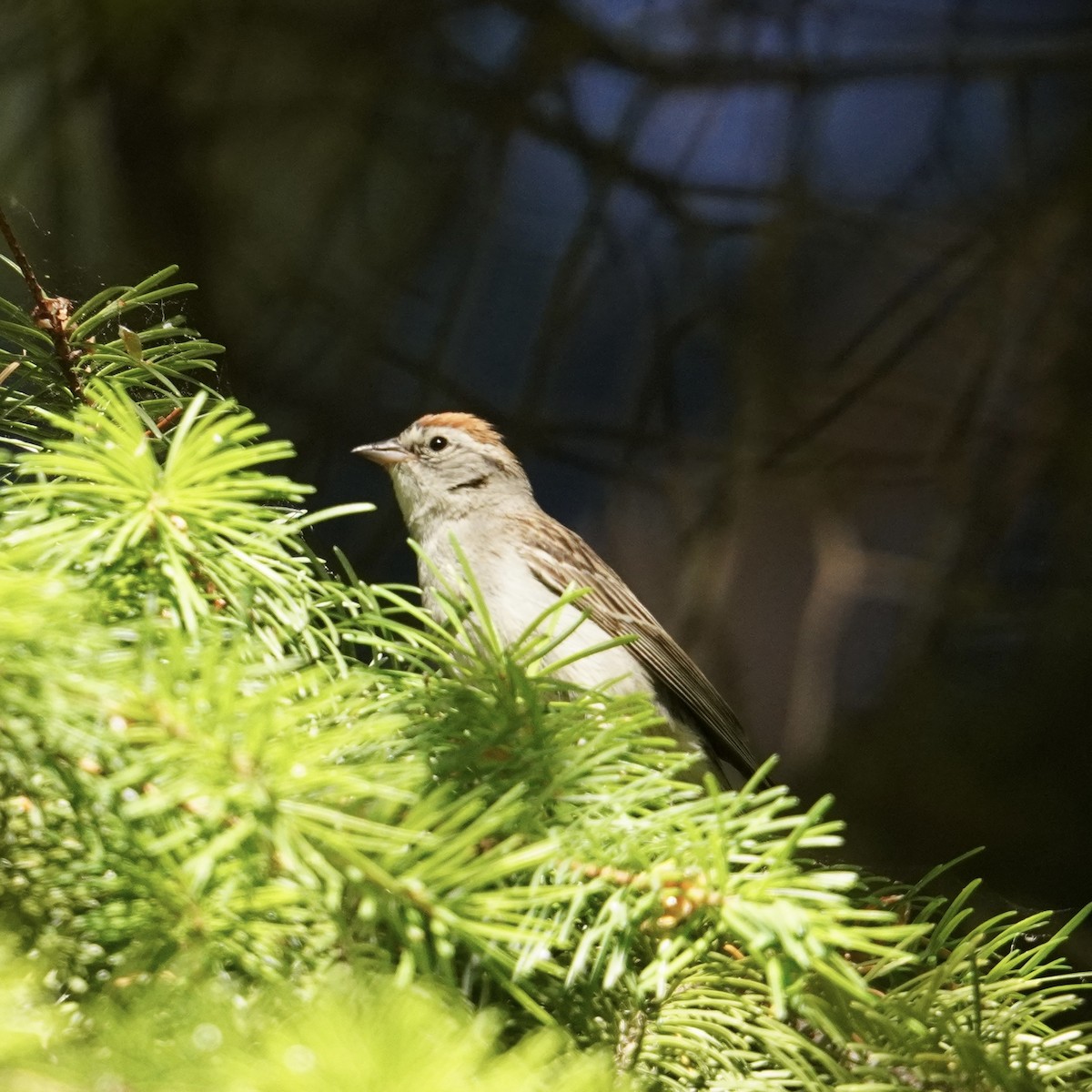 Chipping Sparrow - ML620630707