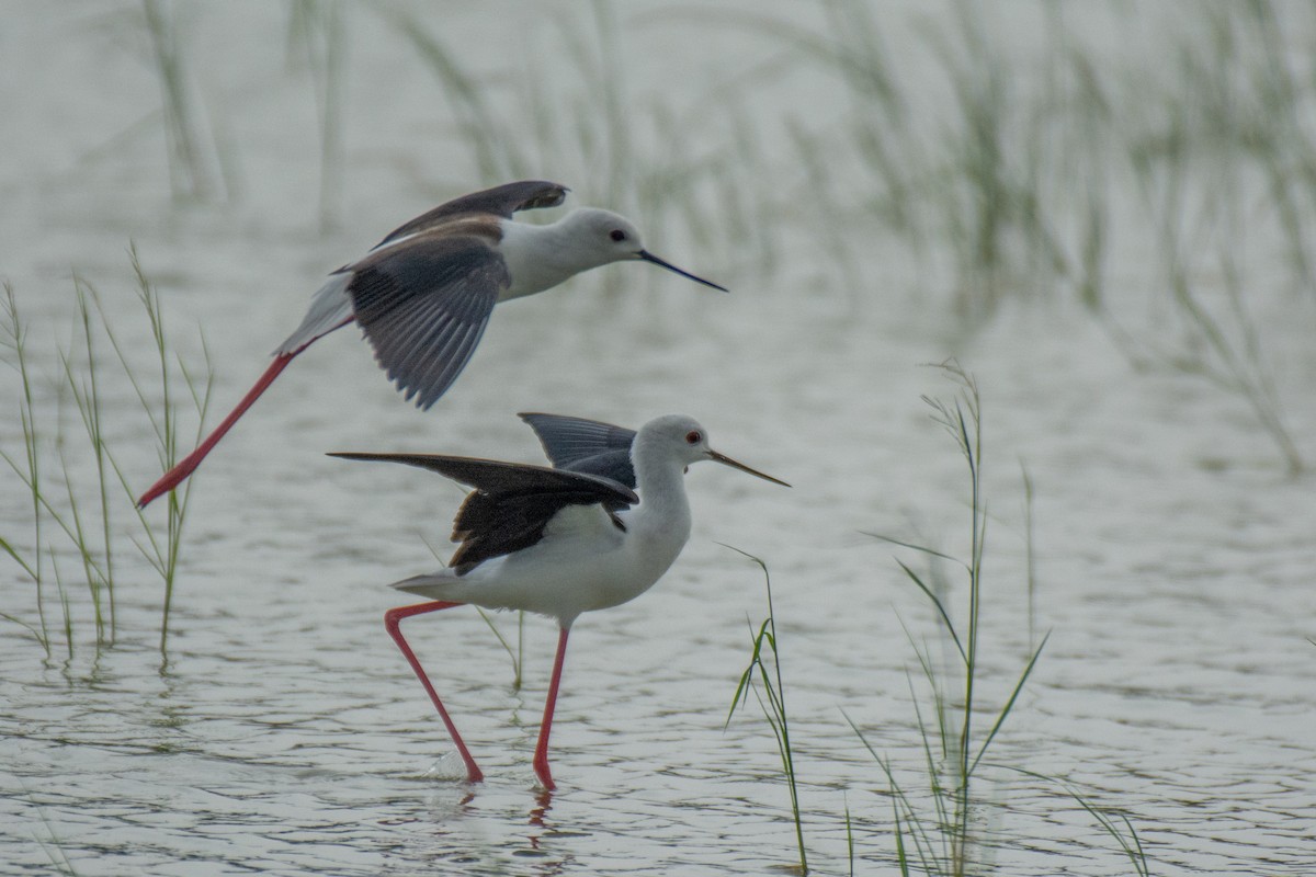 Black-winged Stilt - ML620630708