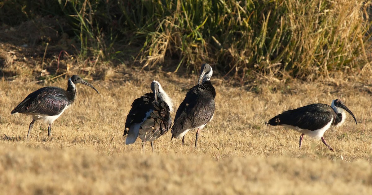 ibis slámokrký - ML620630709