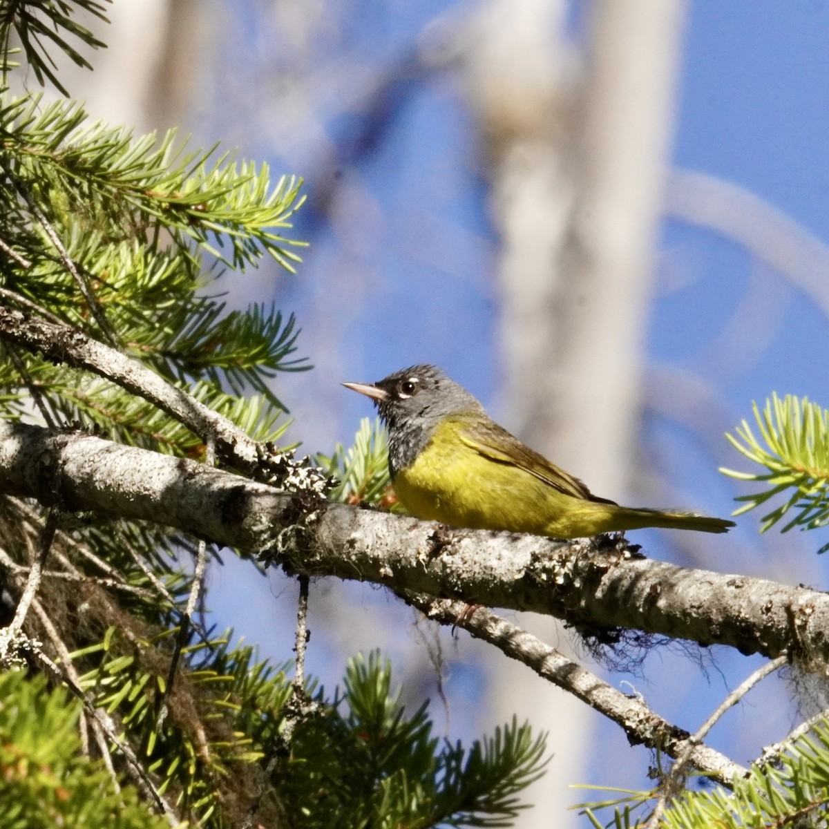 MacGillivray's Warbler - ML620630710