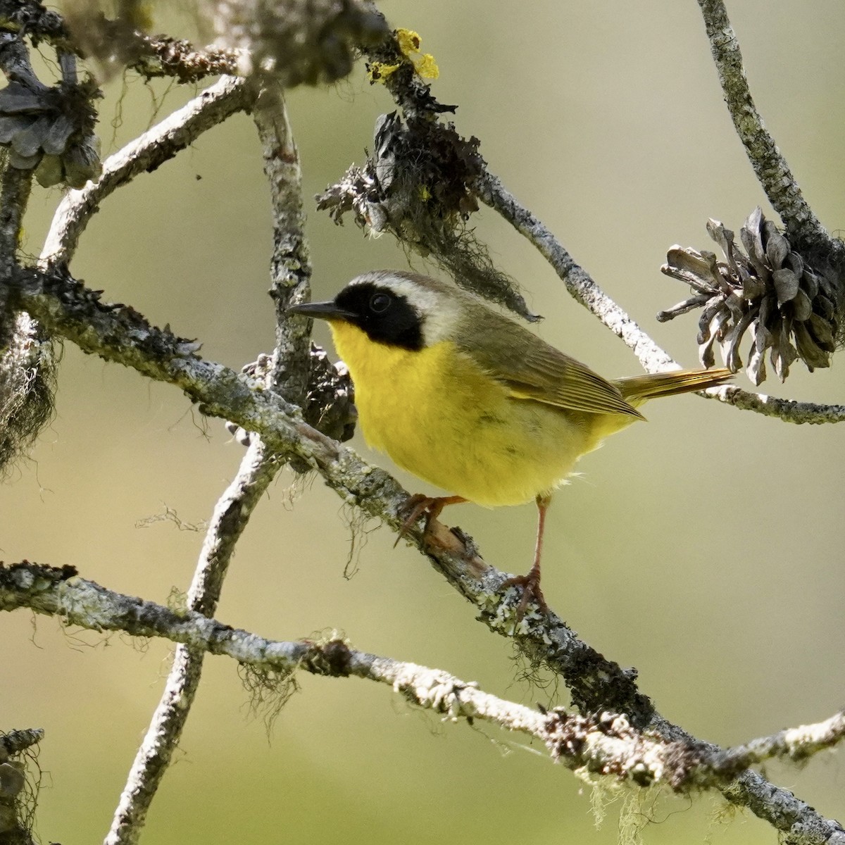 Common Yellowthroat - ML620630712