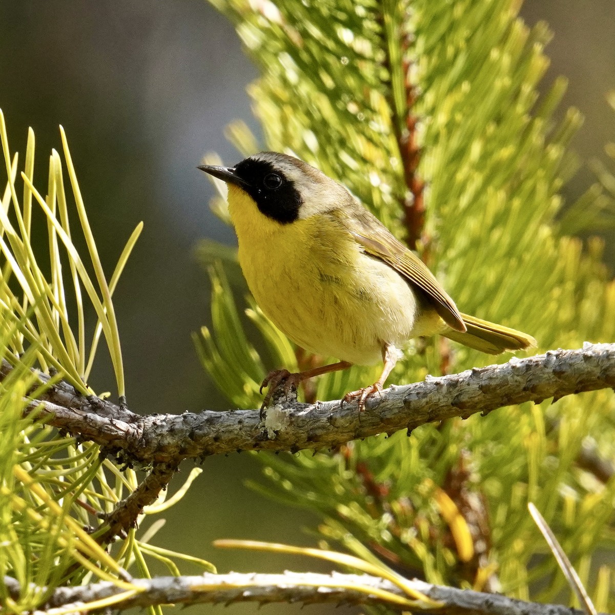 Common Yellowthroat - ML620630713