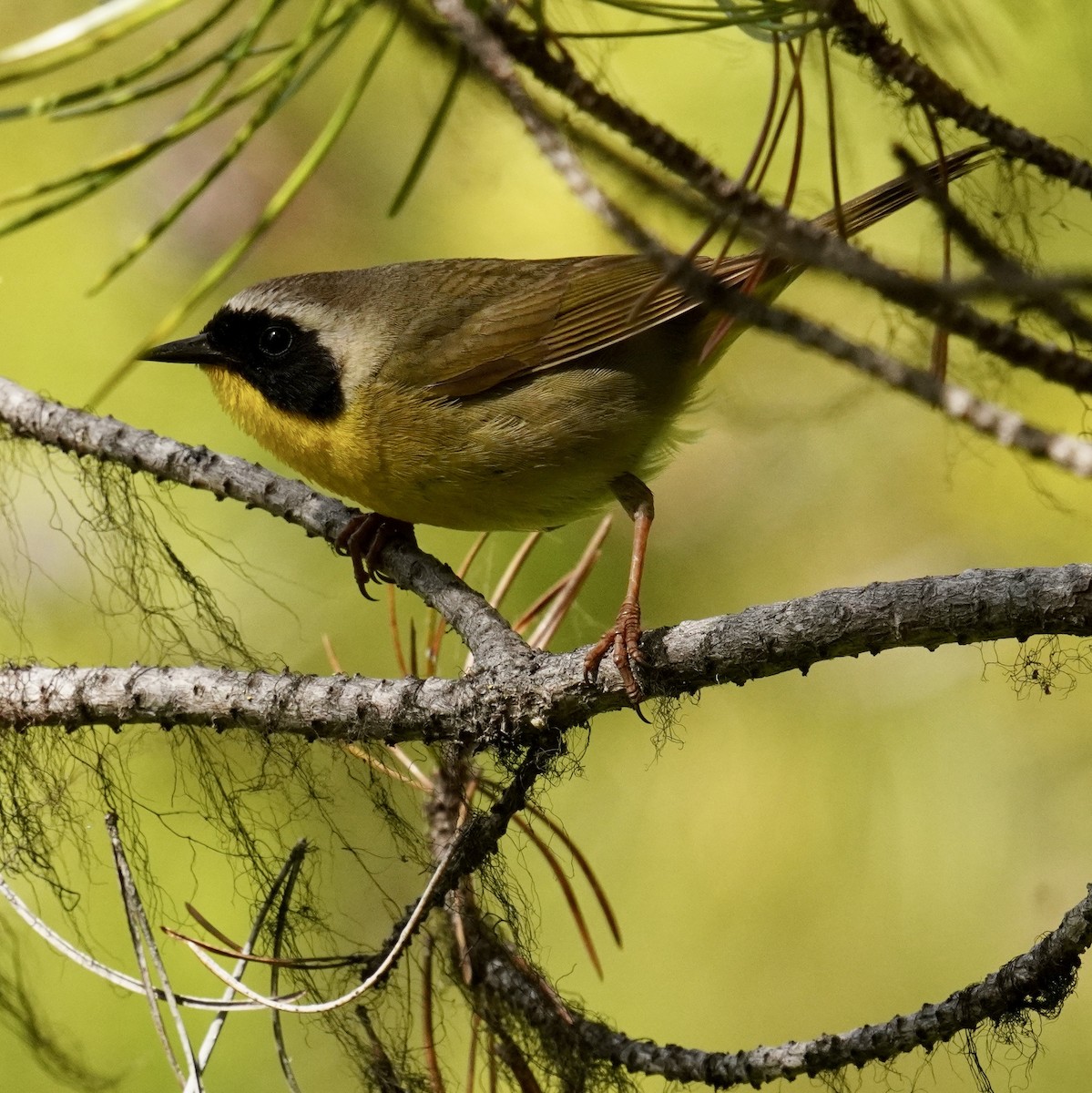 Common Yellowthroat - ML620630714