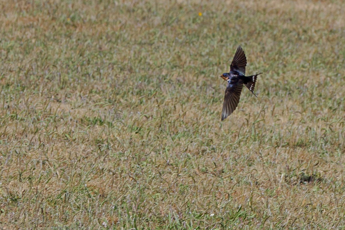 Barn Swallow - ML620630716