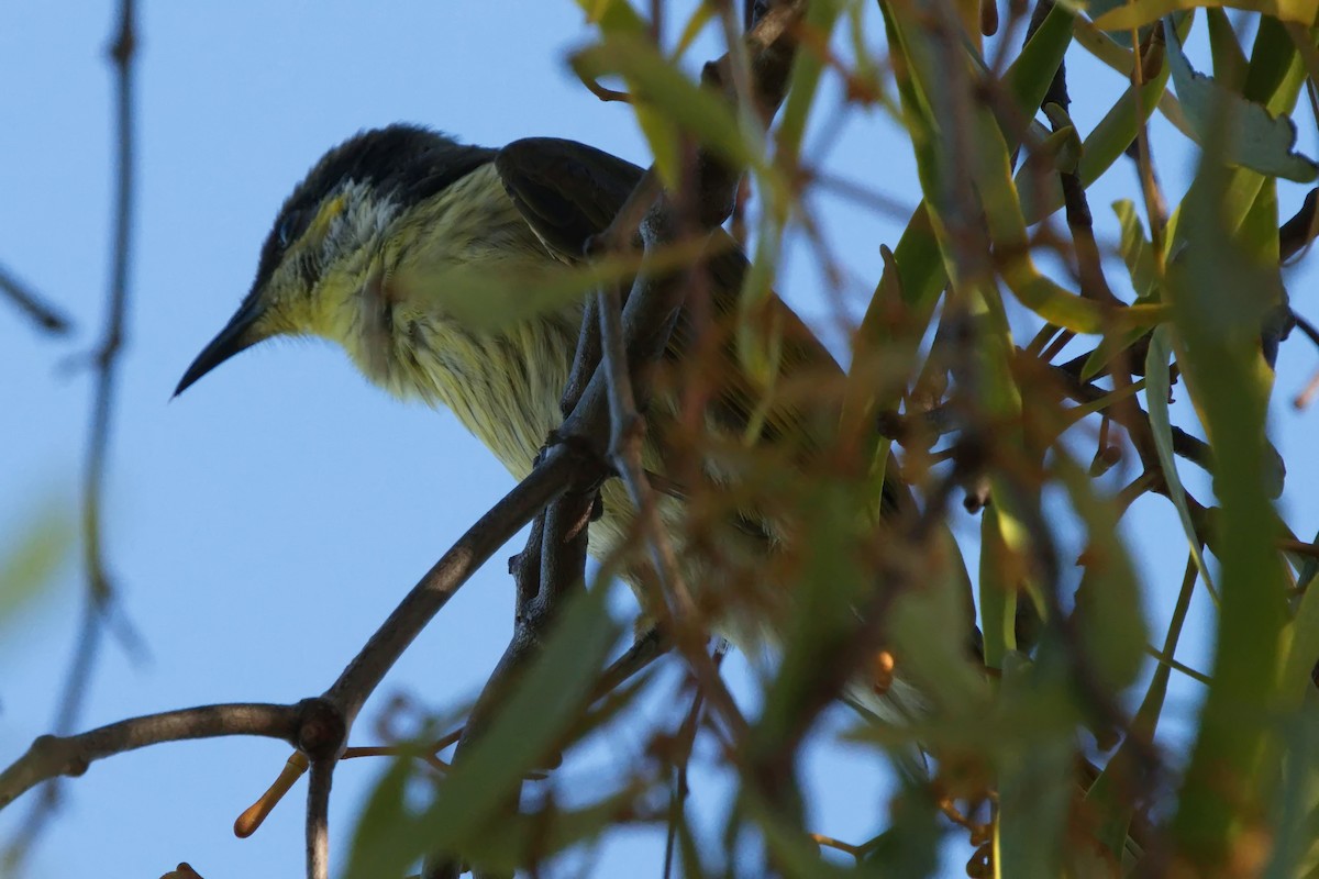 Varied Honeyeater - ML620630717