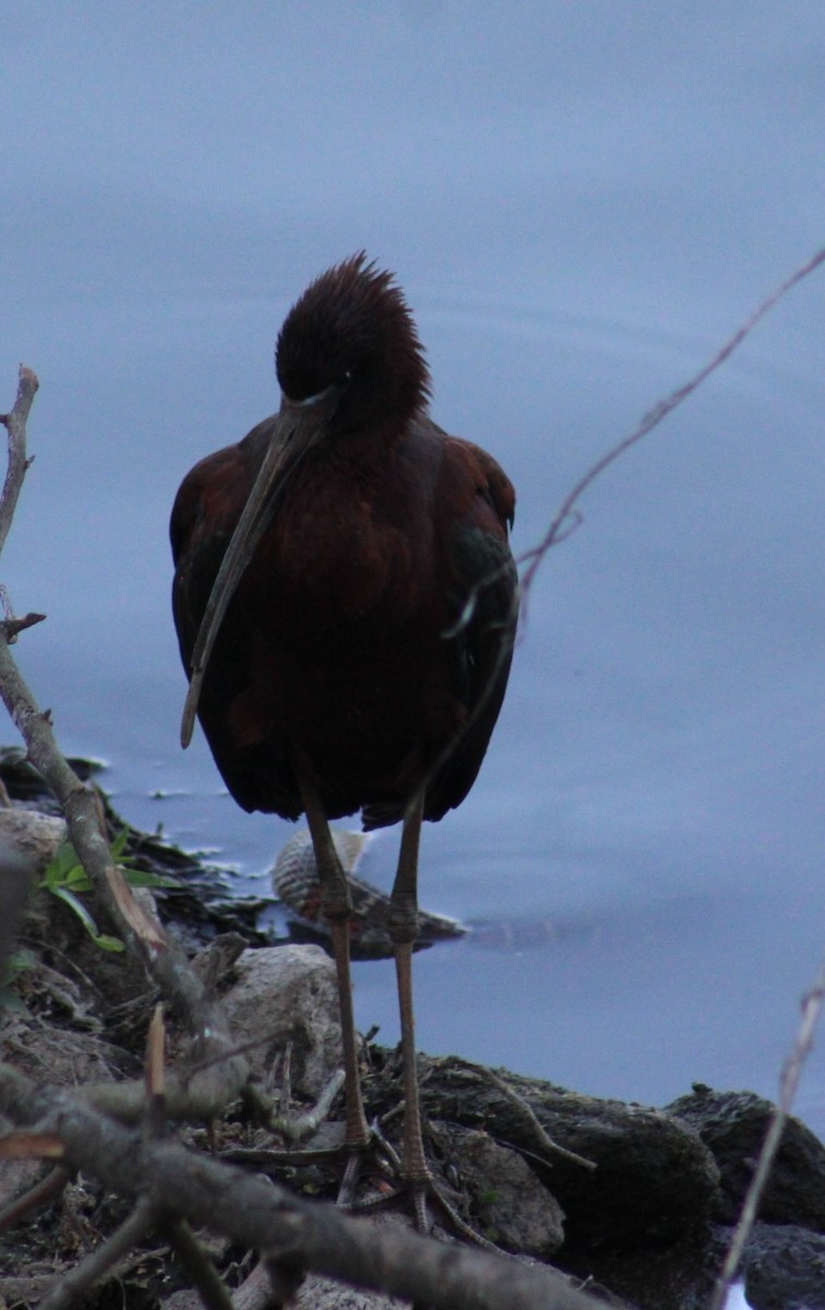 Glossy Ibis - ML620630718