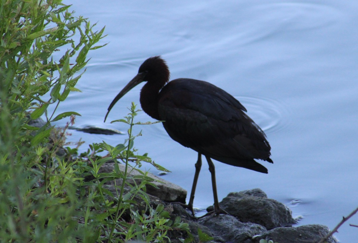 Glossy Ibis - ML620630719