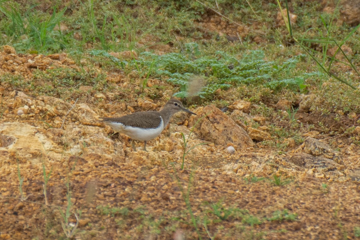 strandsnipe - ML620630720