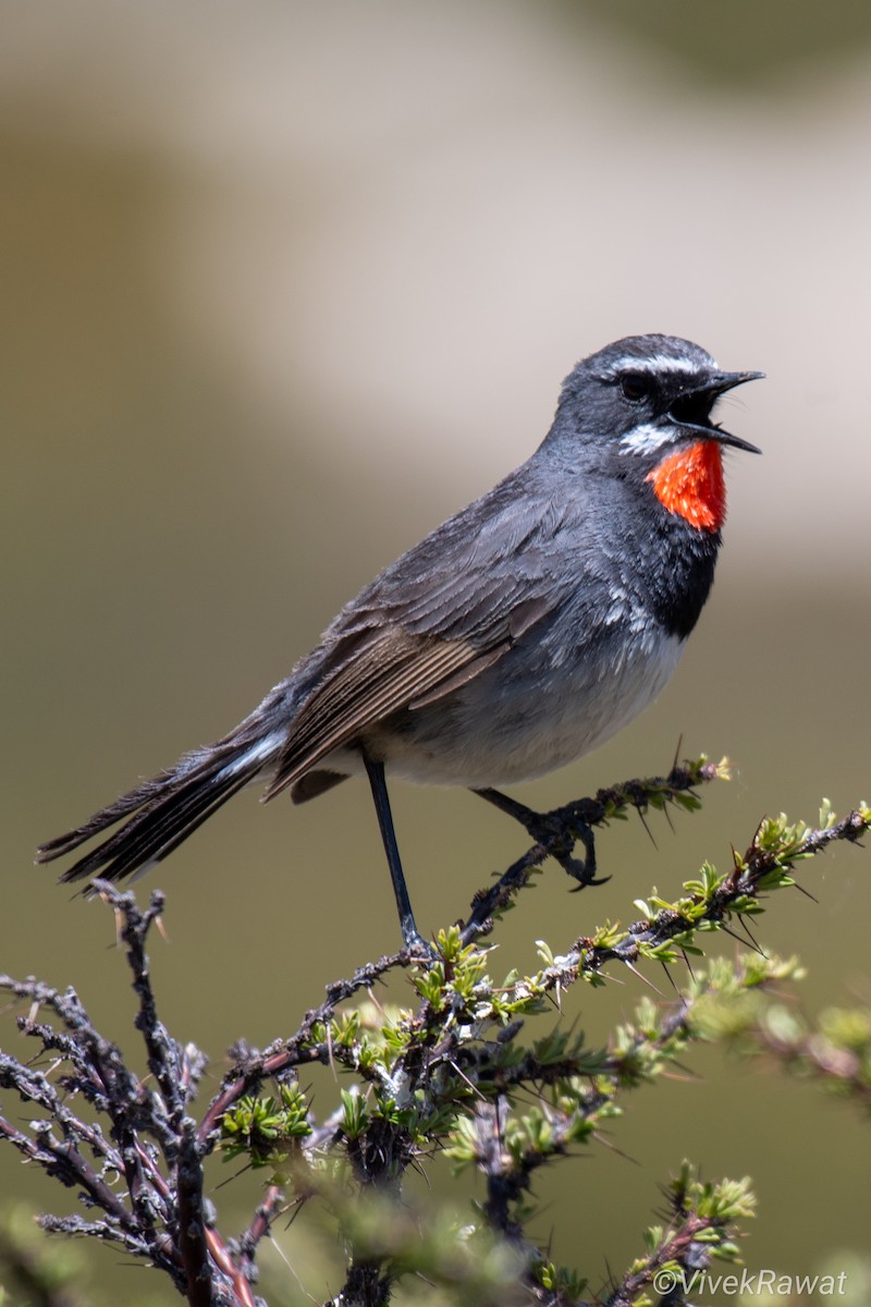 Chinese Rubythroat - ML620630721