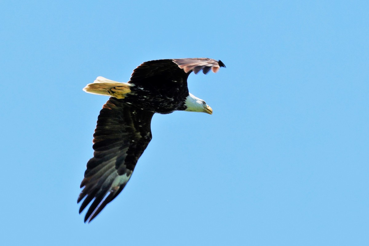 Bald Eagle - ML620630722