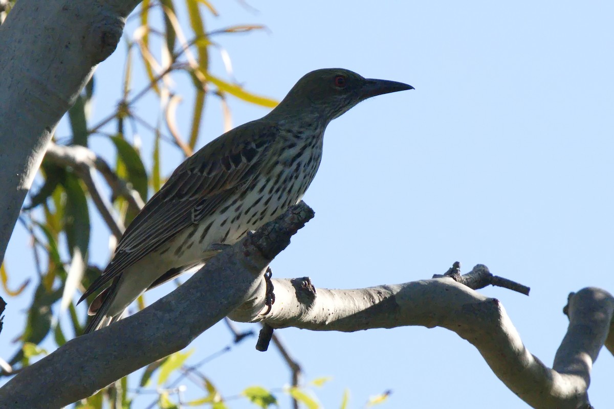 Olive-backed Oriole - ML620630724