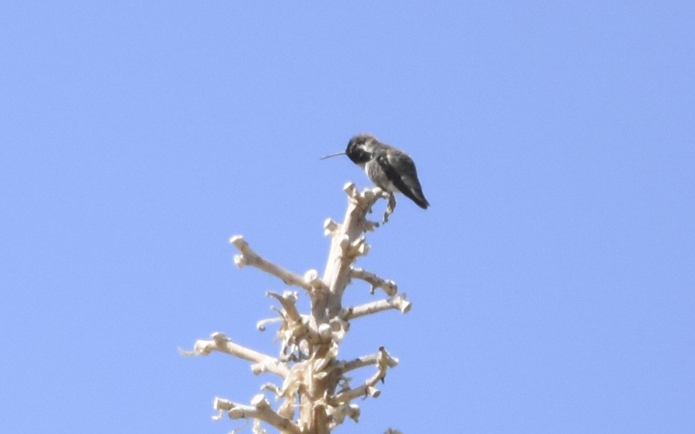 Colibrí de Costa - ML620630725