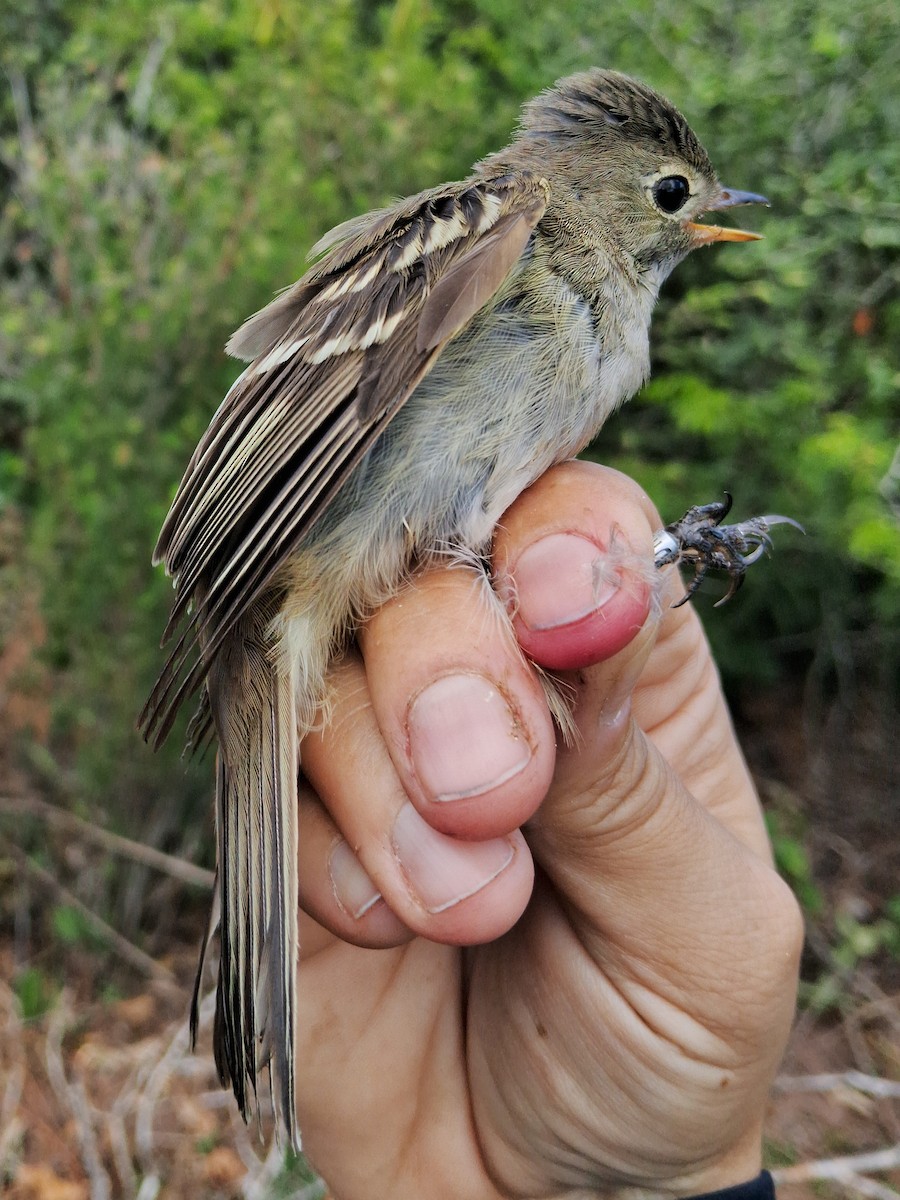 Plain-crested Elaenia - Valeria Torrado