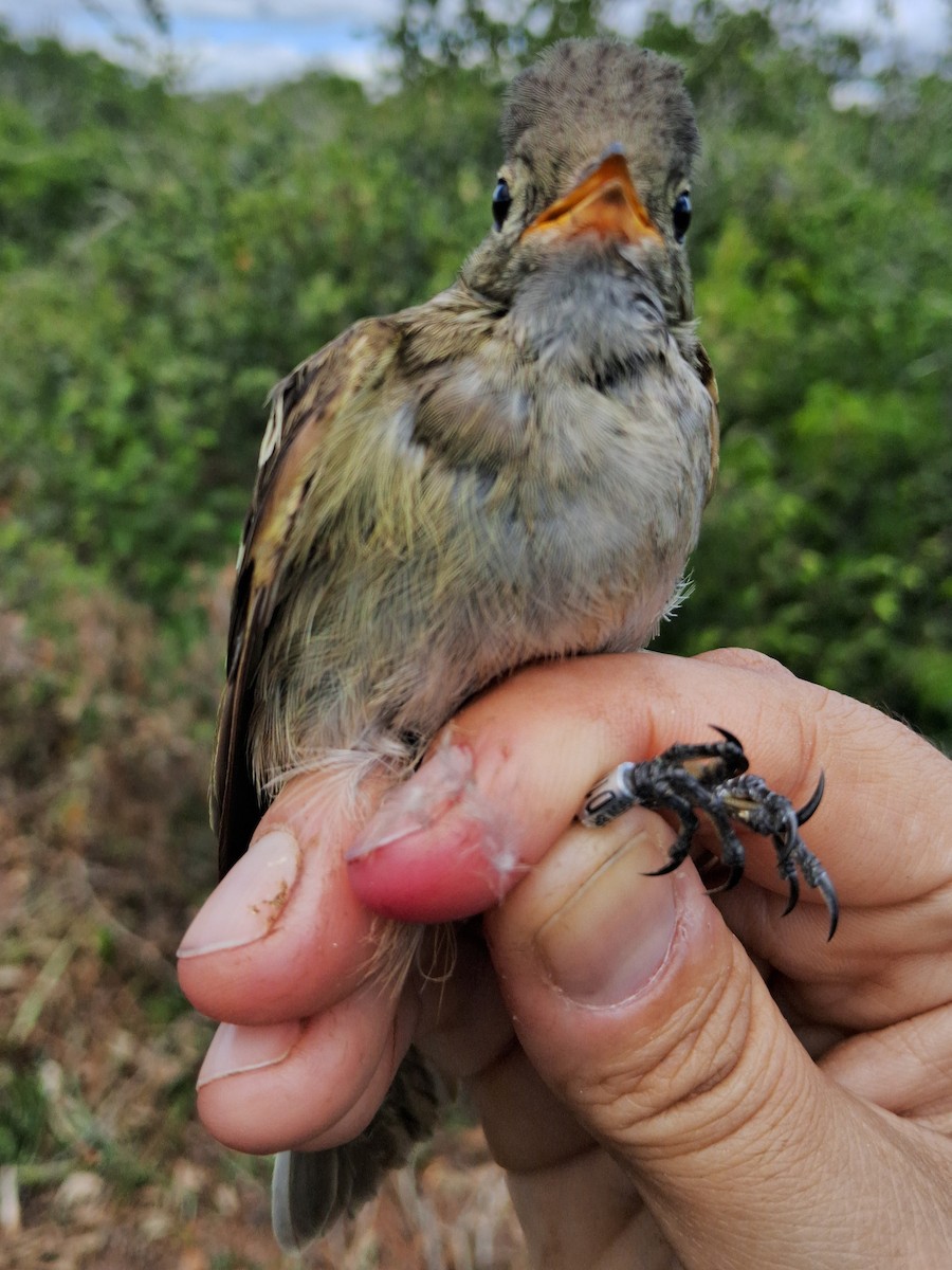 Plain-crested Elaenia - ML620630727