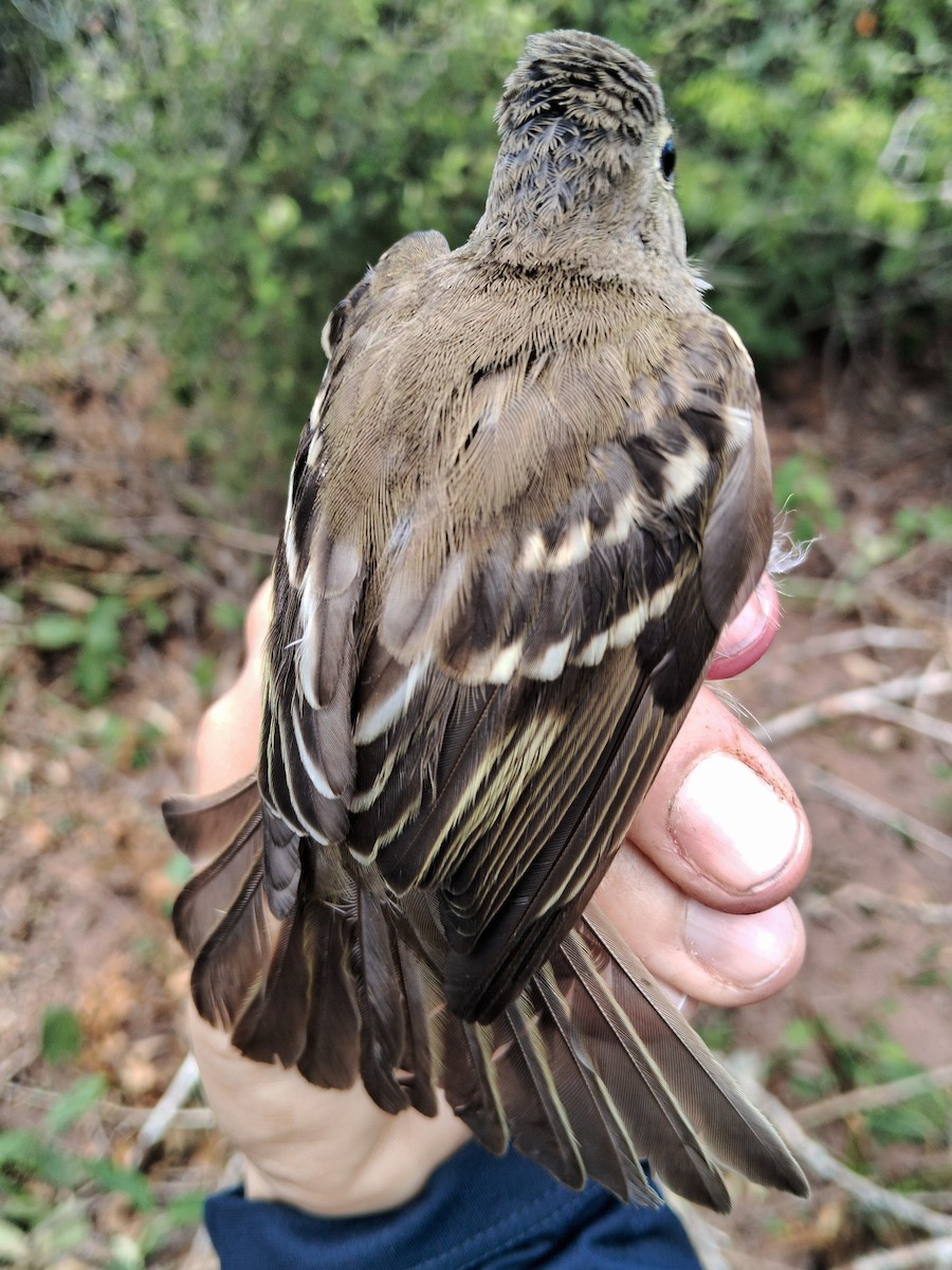 Plain-crested Elaenia - ML620630728