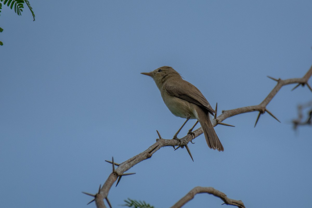 Blyth's Reed Warbler - ML620630730