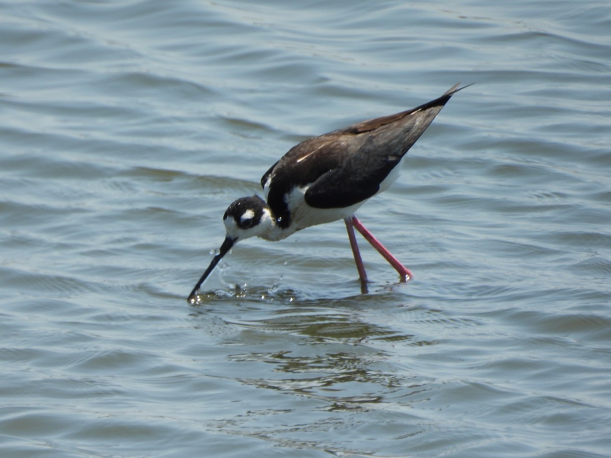 Black-necked Stilt - ML620630733