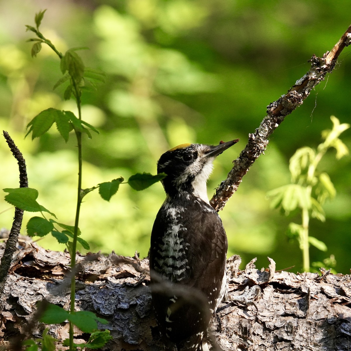 American Three-toed Woodpecker - Matthew Mottern