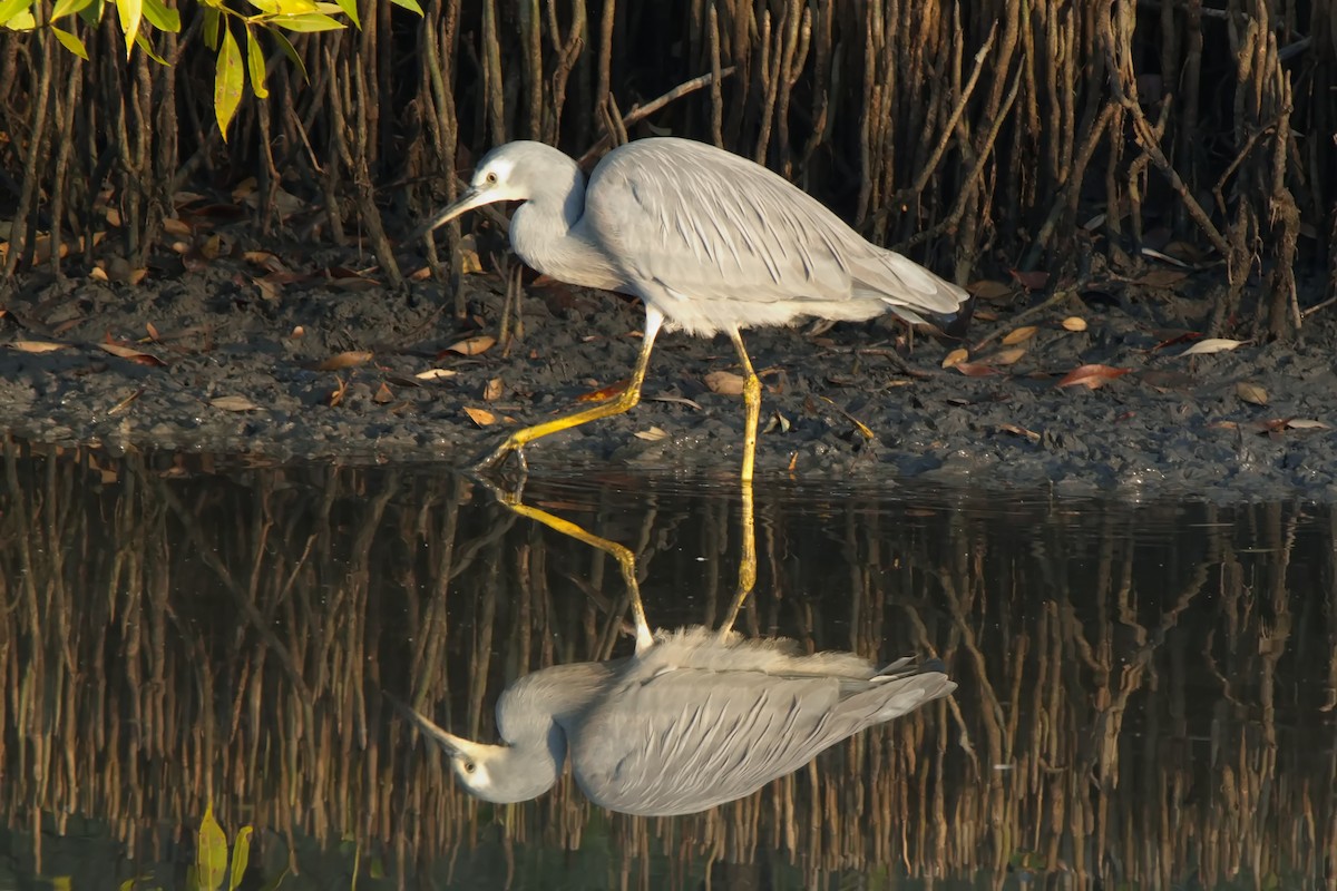 White-faced Heron - ML620630735