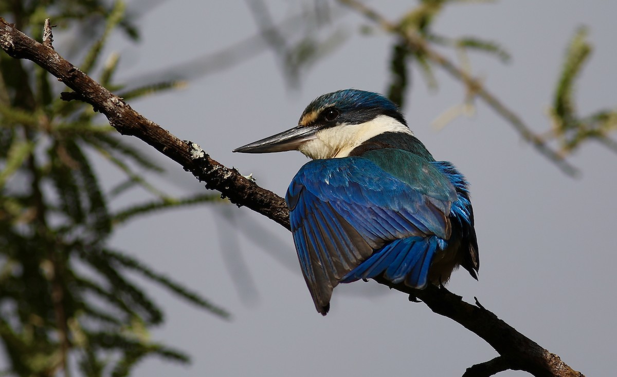 Sacred Kingfisher - ML620630737