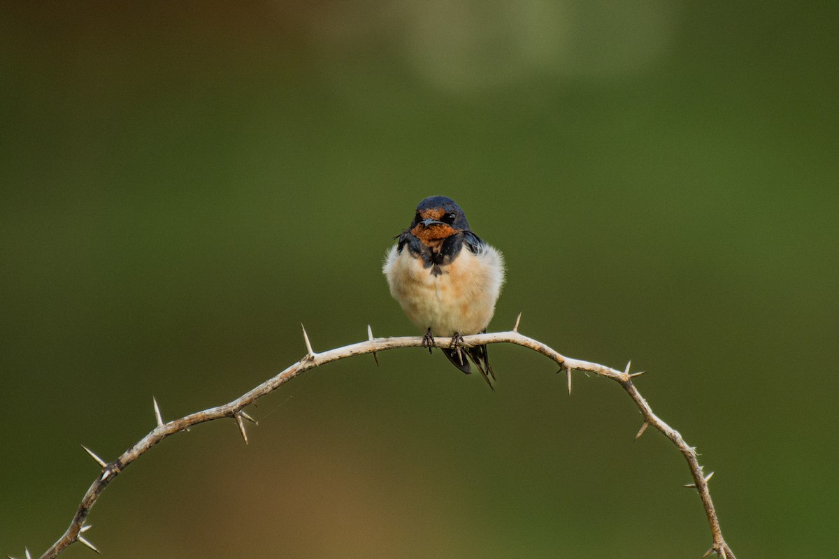 Barn Swallow - ML620630739