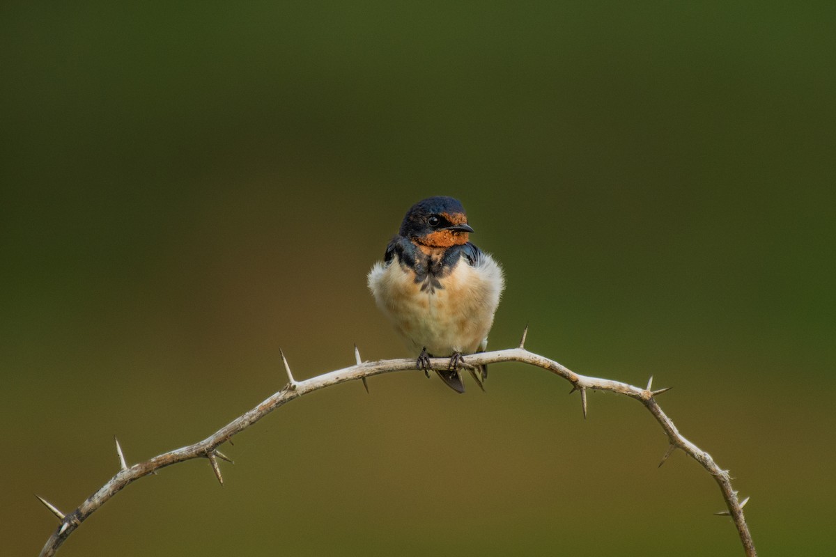 Barn Swallow - ML620630740