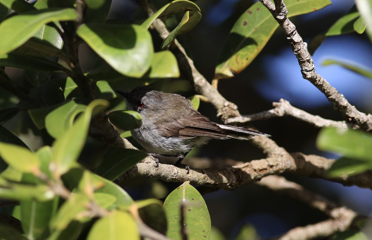 Gray Gerygone - ML620630741