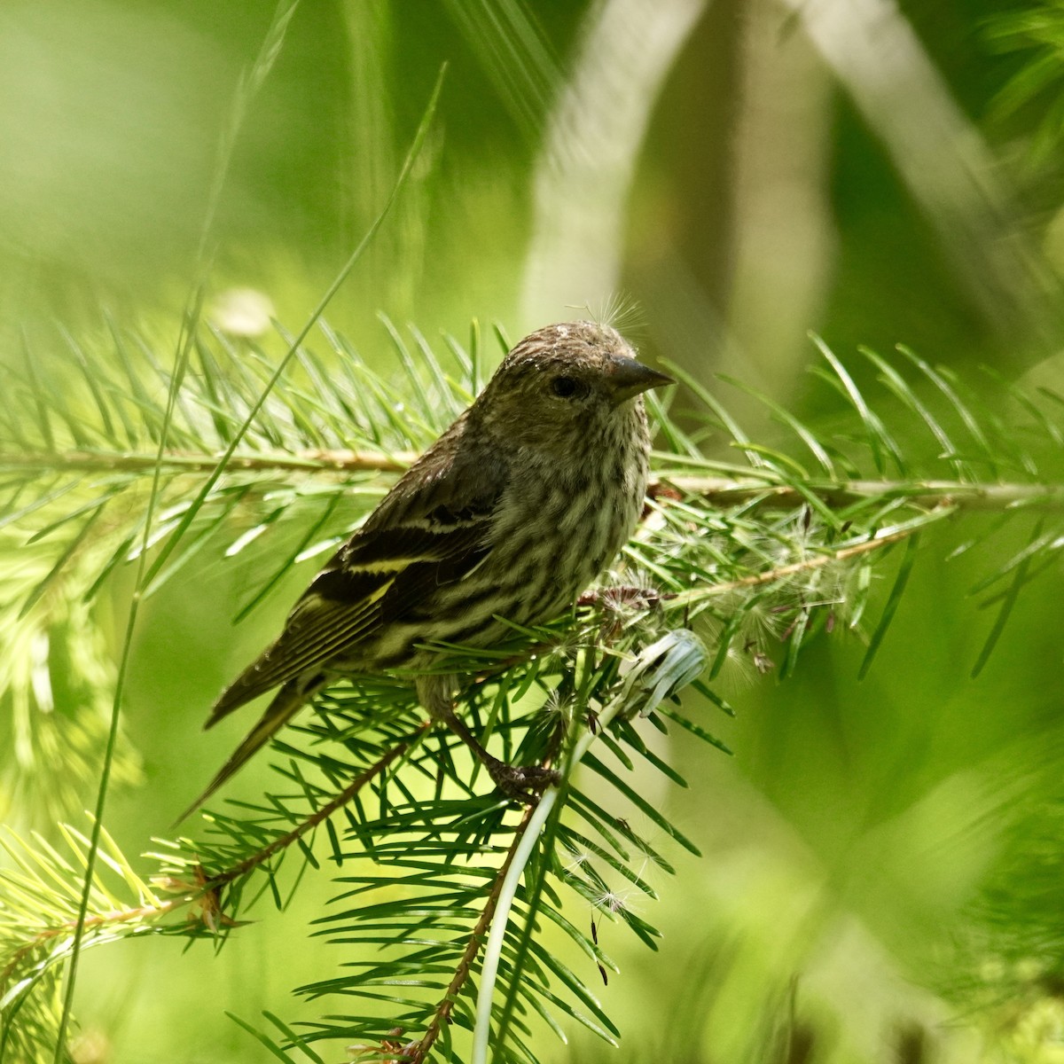 Pine Siskin - ML620630742