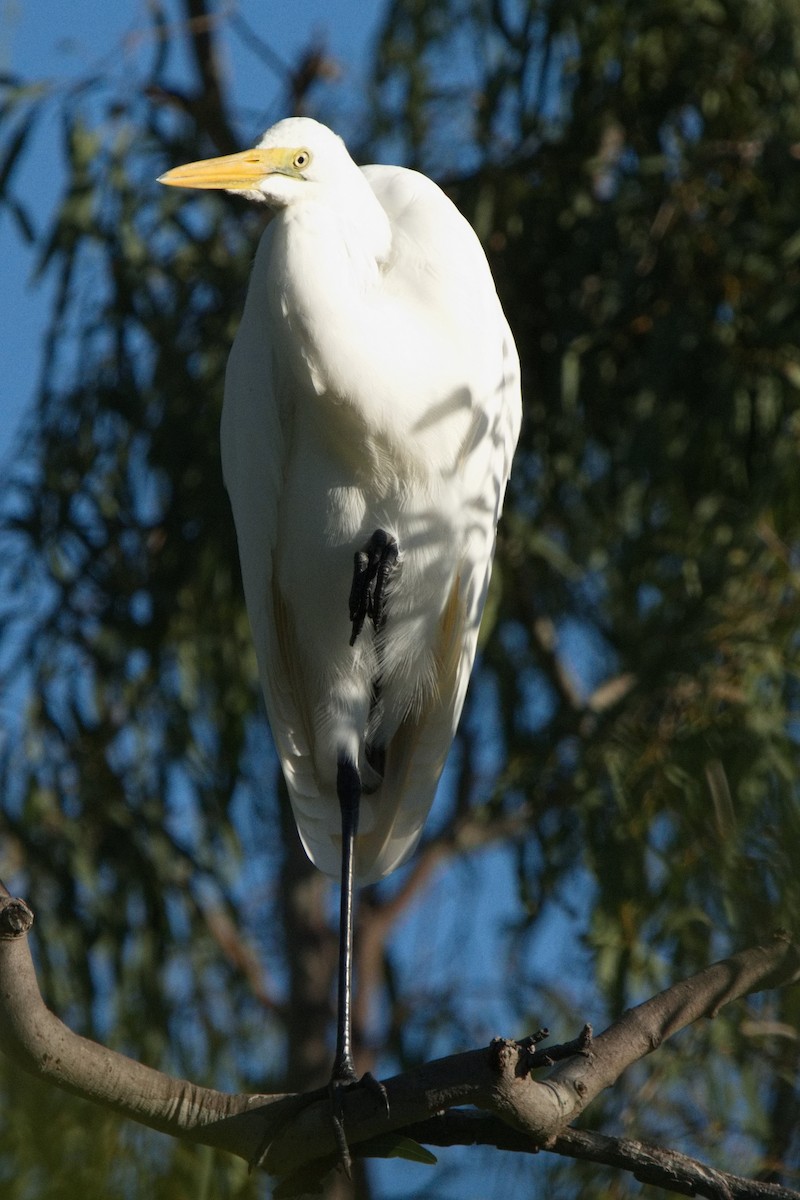 Great Egret - ML620630743