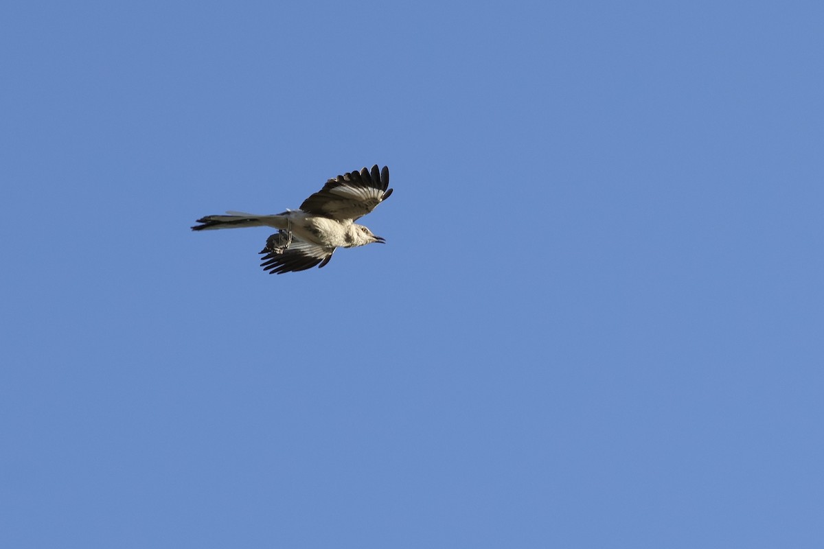 Northern Mockingbird - ML620630744