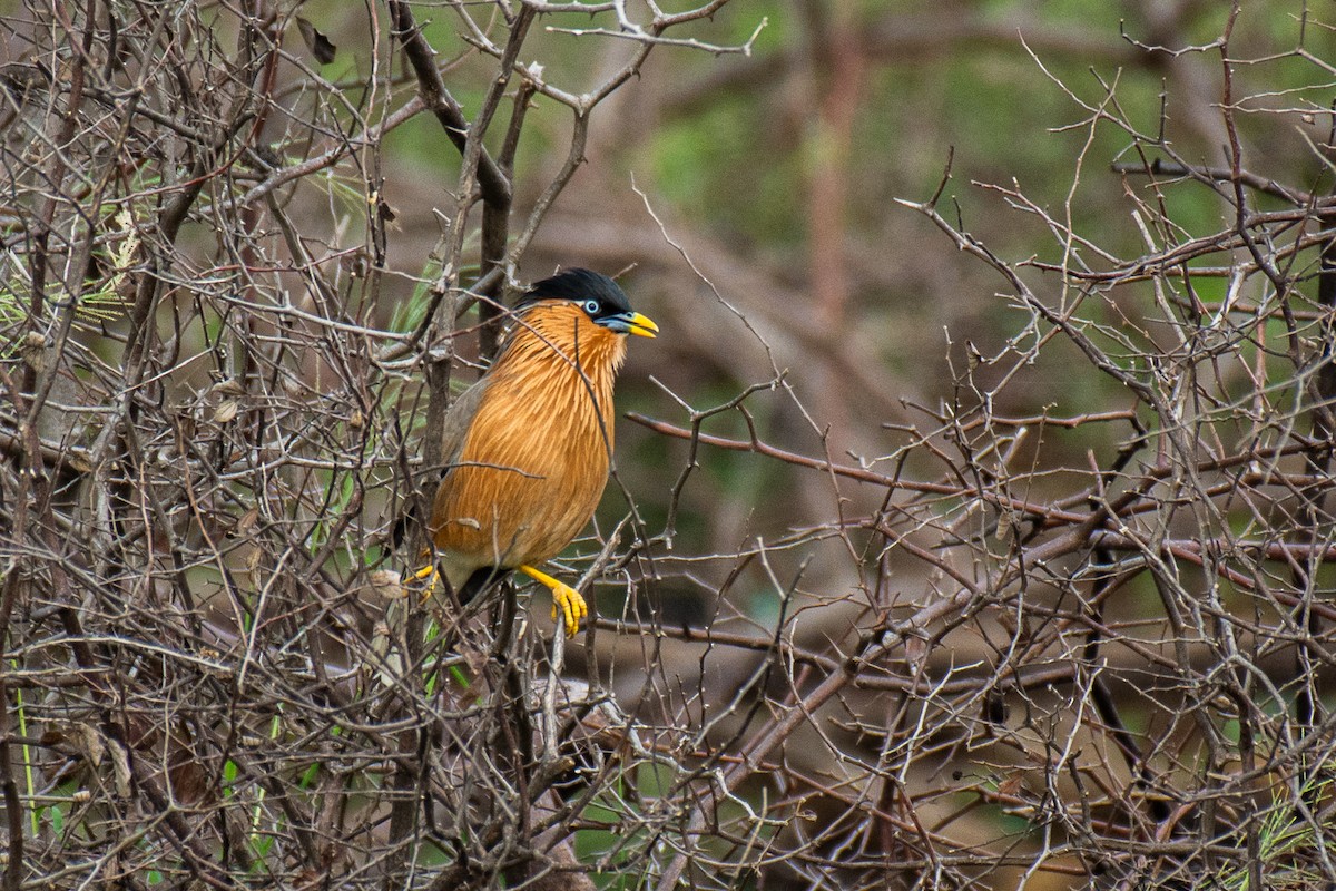 Brahminy Starling - ML620630748