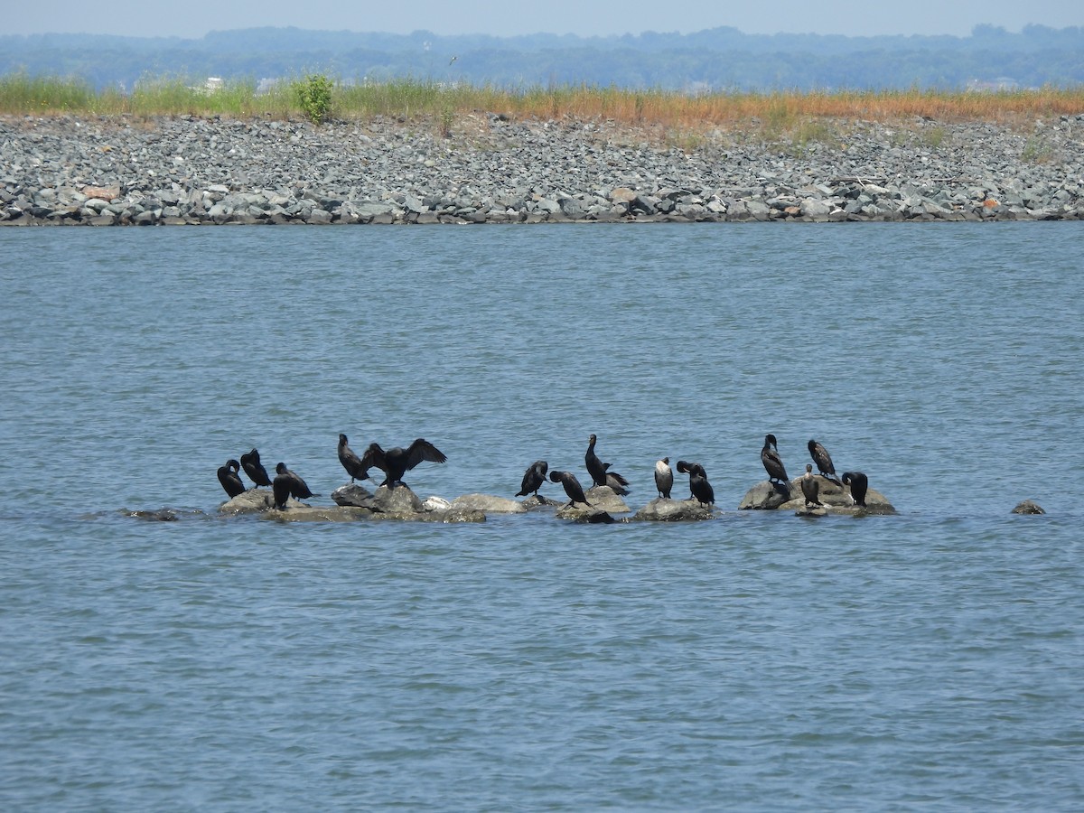 Double-crested Cormorant - ML620630750