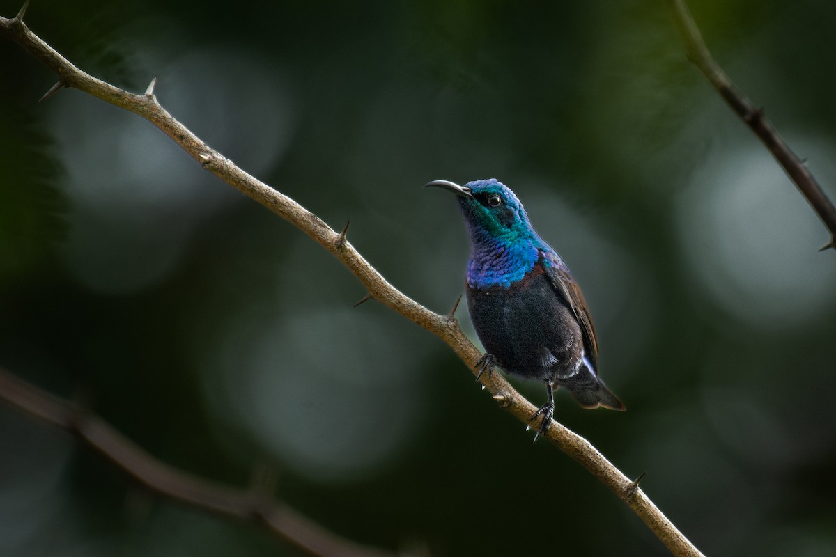 Purple Sunbird - ML620630751