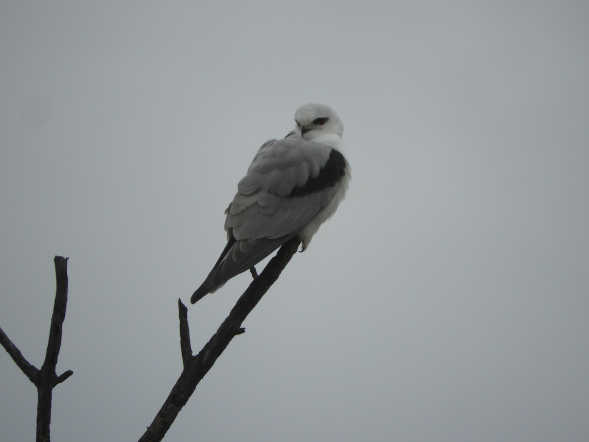 Black-shouldered Kite - ML620630755