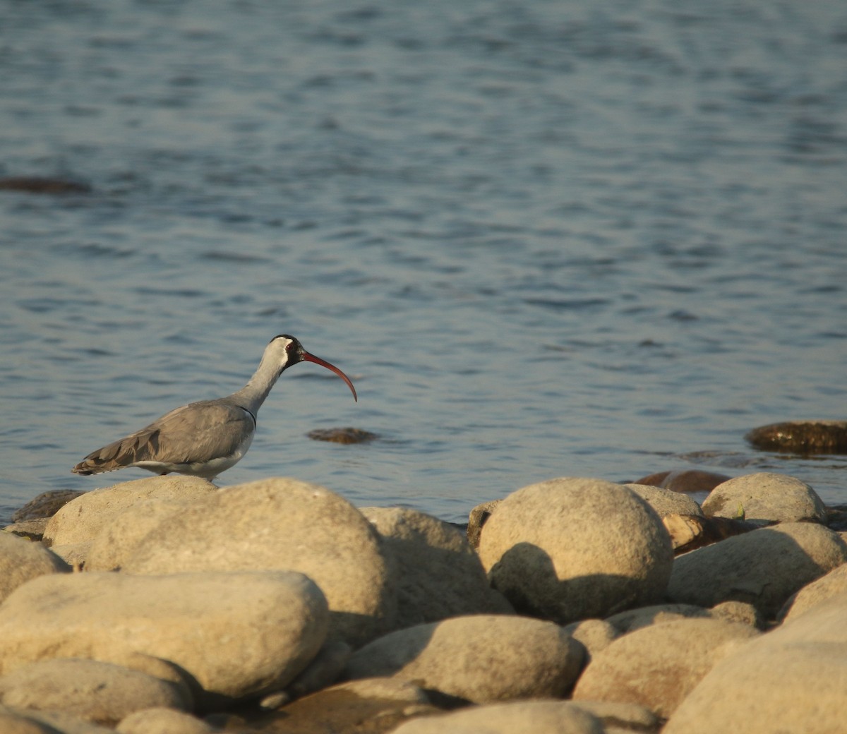 Bec-d'ibis tibétain - ML620630757