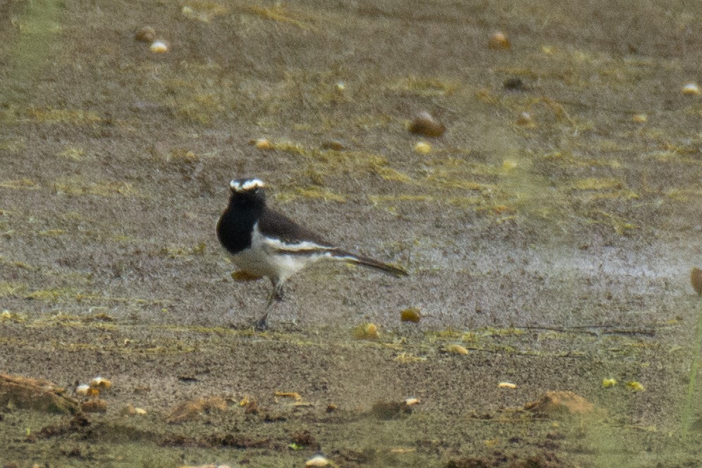 White-browed Wagtail - ML620630758