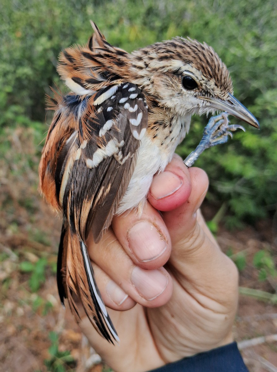 Stripe-backed Antbird - ML620630761