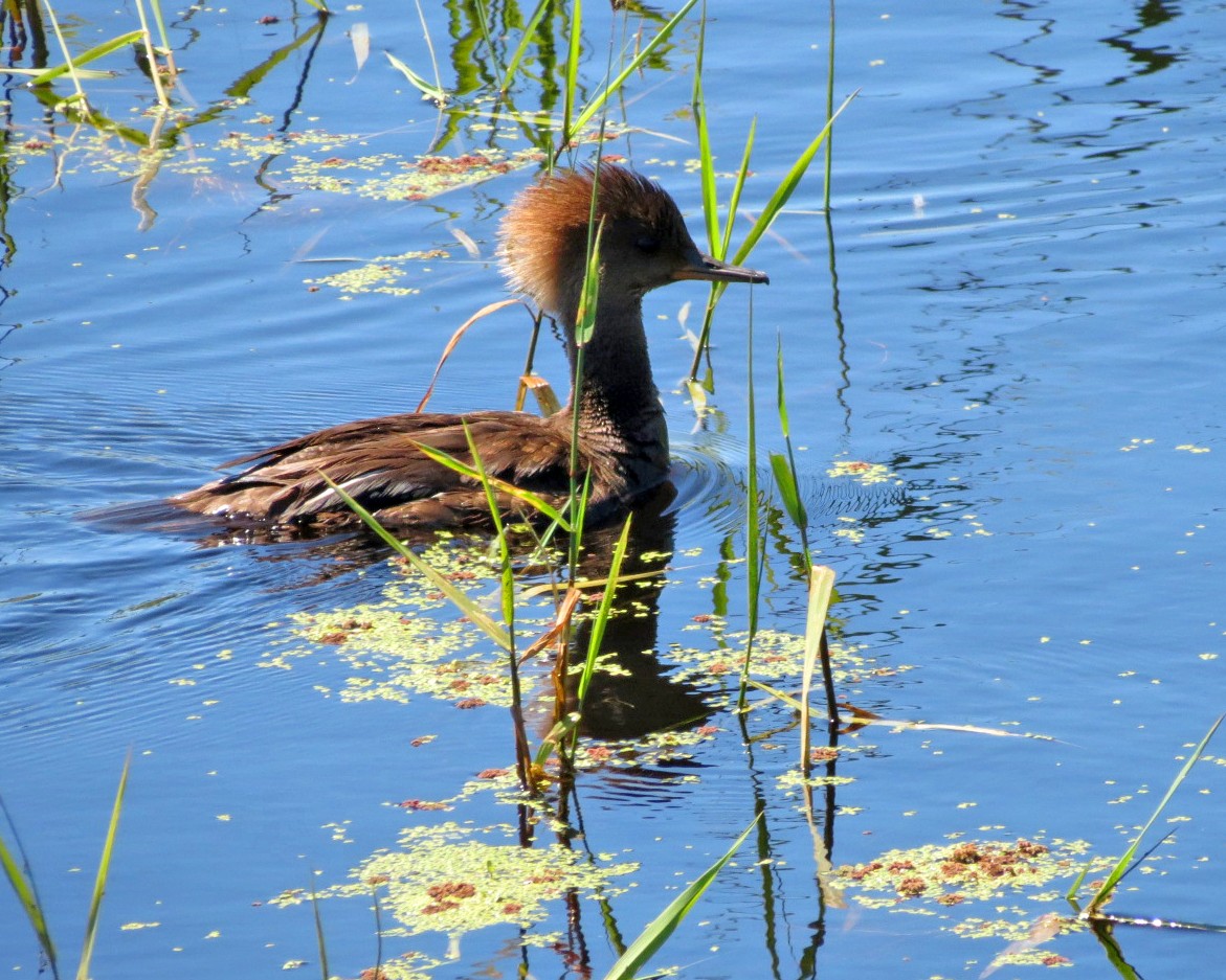 Hooded Merganser - ML620630762