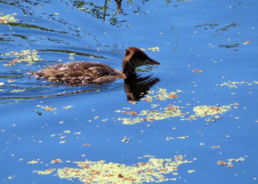 Hooded Merganser - ML620630763