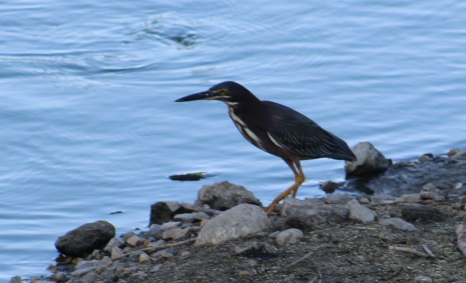 Green Heron - ML620630765