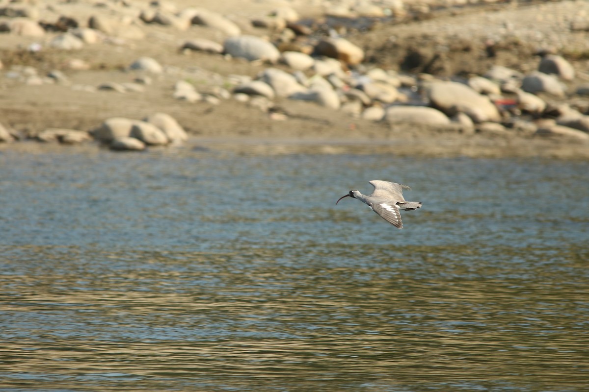 Picoibis - ML620630766