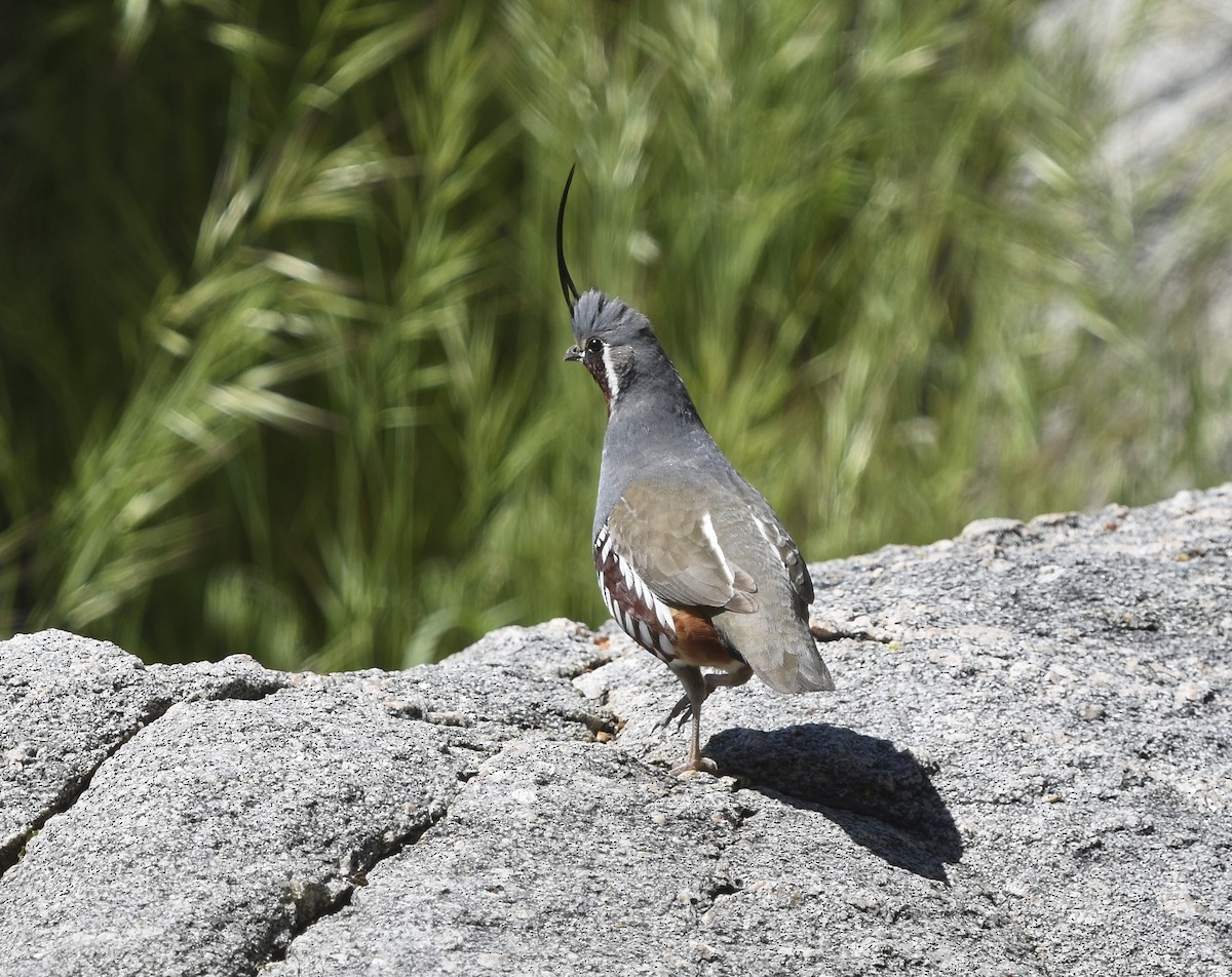 Mountain Quail - ML620630767